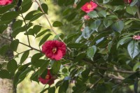 Camellia Japonica 'Apollo'