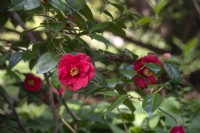Camellia Japonica 'Apollo'