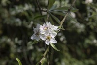 Pyrus salicifolia 'Pendula' willow-leaved pear