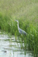 Great blue heron on the waterfront.