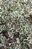 Ilex aquifolium 'argentea marginata' common holly