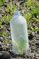 Recycled plastic bottle as a small greenhouse for growing plants.
