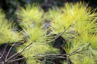 Pinus strobus 'Louie' Weymouth pine 
