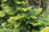 Chamaecyparis obtusa 'Confucius' Japanese cypress