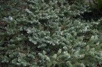 Abies Koreana 'Silberpfiff' Korean fir