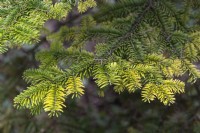 Abies nordmanniana 'Golden Spreader' Nordmann fir