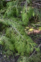 Chamaecyparis nootkatensis 'Pendula' Nootka cypress, 