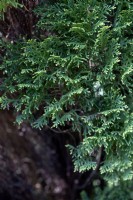 Platycladus orientalis 'Minima' Chinese thuja,