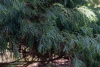 Chamaecyparis lawsoniana 'Duncanii' Lawson cypress