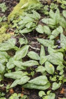 Leaves after flowering of Erythronium dens-canis. April
