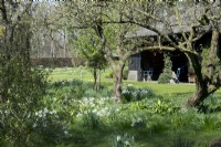 Narcissus - Actaea Poeticus growing in between the grasses under the trees in the orchard. View on barn.