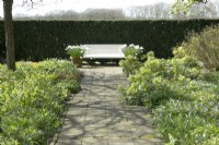 White wooden bench in front of hedge with containers filled with white narcissus at the end of paved path in between Helleborus Argutifolius.