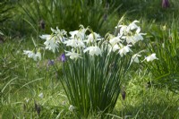 White narcissus growing in between the grasses.