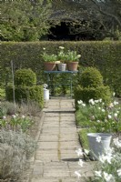 Path leading to table with terracotta filled with tulips in kitchen garden. Bucket in Narcissus border. Topiary balls.