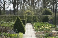 Path leading to Arch in kitchen garden. Topiary pyramid and yellow Narcissus.