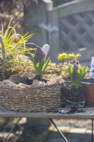 Wicker basket containing carex grass, moss and willow twigs, with winter aconites and hyacinths in wicker planter