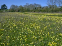 Cowslips Primula veris growing in grass pasture near Ringstead Norfolk
