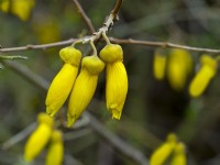 Sophora tetraptera, 'Kowhai', a small tree with pendulous yellow flowers