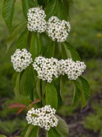 Sorbus caloneura flowering late April