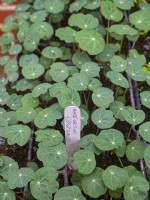 Tropaeolum nasturtium  seedlings in greenhouse. April Spring