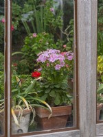 View of greenhouse with Lewisia cotyledon 'Sunset Strain' in flower mid April Norfolk
