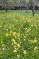 View of Primula veris flowering in a wildflower meadow in Spring - April