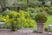 View of Buxus sempervirens topiary balls in terracotta pots with Euphorbia characias subspecies wulfenii flowering in a formal country cottage garden in Spring - April