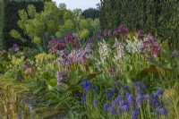 View of mixed Bergenia cordifolia flowering with a white form of Hyacinthoides x massartiana Muscari and Primula veris in a raised border in Spring - April