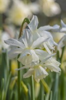 Narcissus 'Thalia' flowering in Spring - April