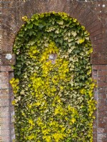 Hedera Ivy growing in brickwork alcove  April
