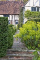 View of Euphorbia characias subspecies wulfenii flowering beside a stone path in a formal country cottage garden in Spring - April