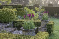 View of Tulipa 'Merlot' flowering in large stone pots on shallow stone steps in a formal country garden in Spring - April