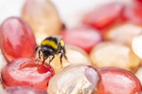 Bee feeding on sugar water solution from the glass pebbles