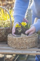Woman planting winter aconites in small wicker container