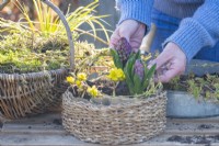 Woman placing a ring of willow twigs around plants in small wicker container