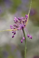 Allium carinatum subsp pulchellum