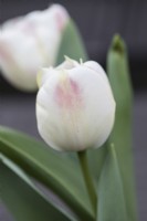 Tulipa 'Pallada' . focus on single flower. March. Spring.