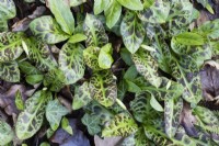 Variegated mottled leaves of Erythronium revolutum with flower buds emerging. March. Spring.