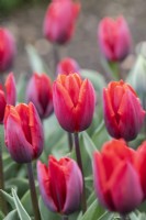 Tulipa 'Couleur Cardinal' - Triumph Tulip