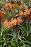 Fritillaria imperialis 'Sunset' - Crown Imperial