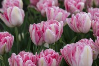 Tulipa 'Foxtrot' - Double Early Tulip