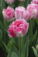 Tulipa 'Foxtrot' - Double Early Tulip