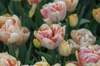Tulipa 'Foxy Foxtrot' - Double Early Tulip