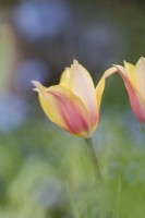 Tulipa 'Blushing Lady' - Single Late Tulip