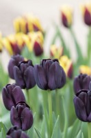 Tulipa 'Paul Scherer' - Triumph Tulip