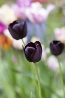 Tulipa 'Queen of the Night' - Single Late Tulip