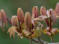 Aesculus x mutabilis induta new leaves April Spring