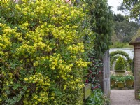 Coronilla valentina subsp glauca 'Citrina' growing against a wall East Ruston  gardens