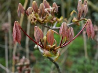 Aesculus x mutabilis induta new leaves April Spring