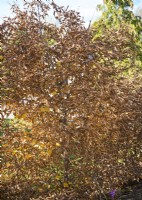 Carpinus betulus in the fall, autumn September